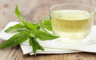 Guimauve medicinale pour grossir sein