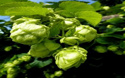 Herbe cones de houblon pour augmentation mammaire