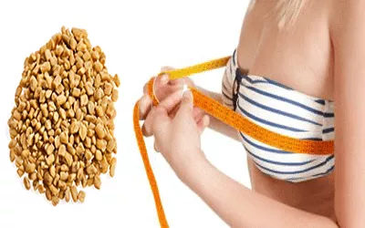 fenugrec pour augmenter la taille de la poitrine