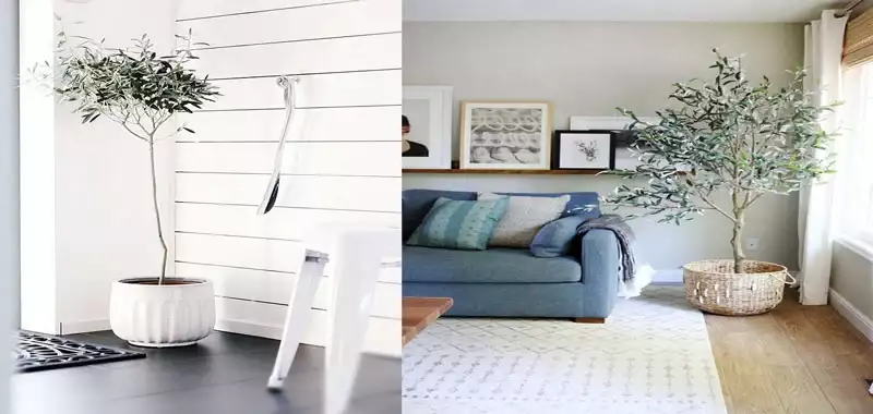 L'olivier, l'arbre tendance deco maison
