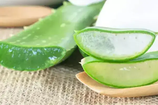 Remède naturel eczéma : le Gel d'aloe vera